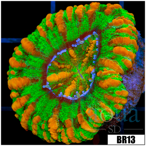 Aussie Tiger Striped Button Scoly