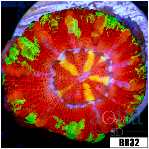 Aussie Rainbow Inferno Button Scoly