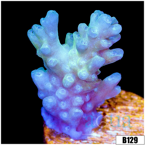 Ice tort Acropora