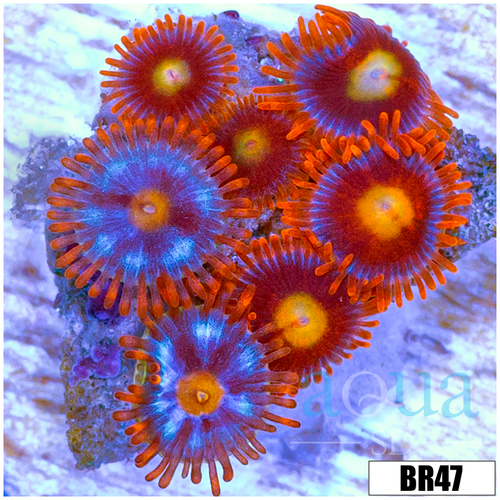 Pumpkin Patch Zoas
