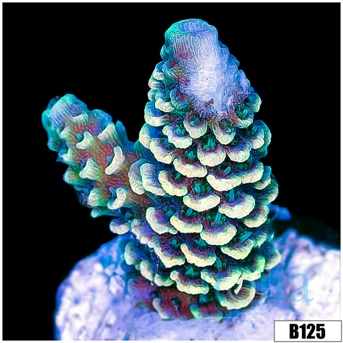 Iced Emerald Millepora