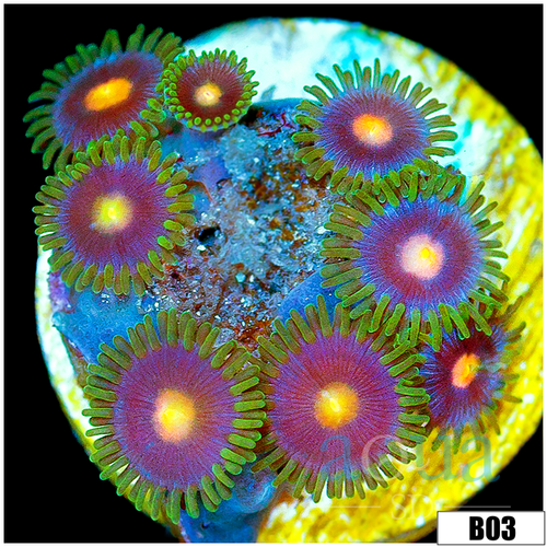 Blow Pop Zoas