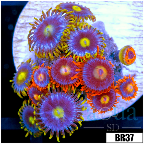 ASD Combo Zoas