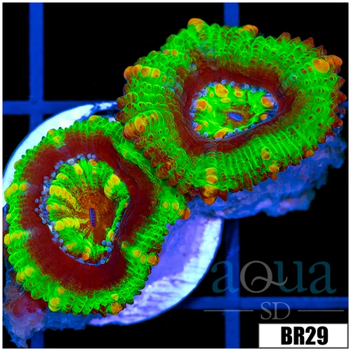 UFO acan Lord