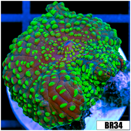 Nuclear Pox Discosoma