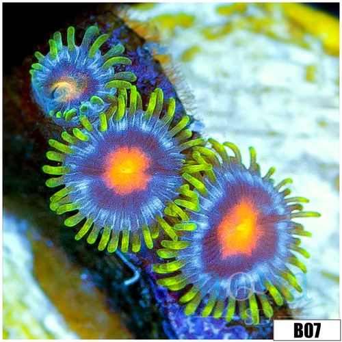 Blow Pop Zoas