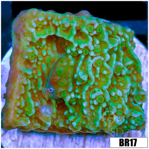 Nuclear Plating Monti