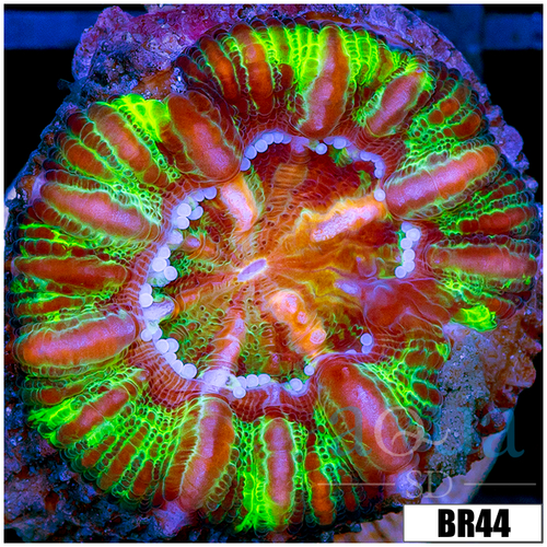 Aussie Tiger Striped Button Scoly