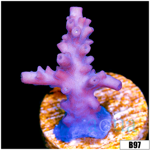 Strawberry tort Acropora