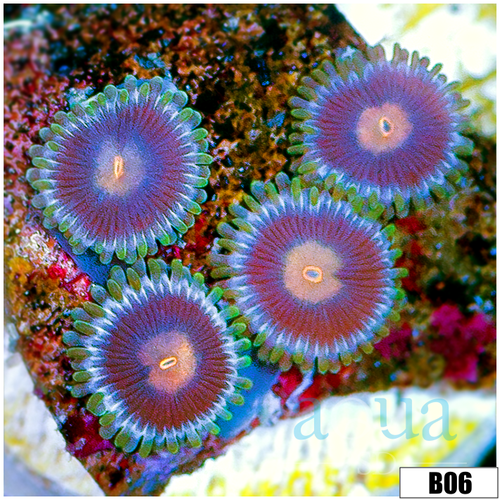 Blow Pop Zoas