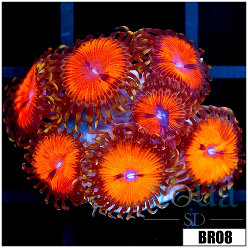 Blood Sucker Zoas