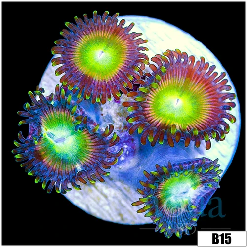Cotton Candy Apple Zoas