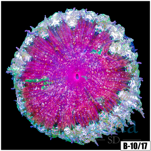 ASD Rose Rock Flower Anemone