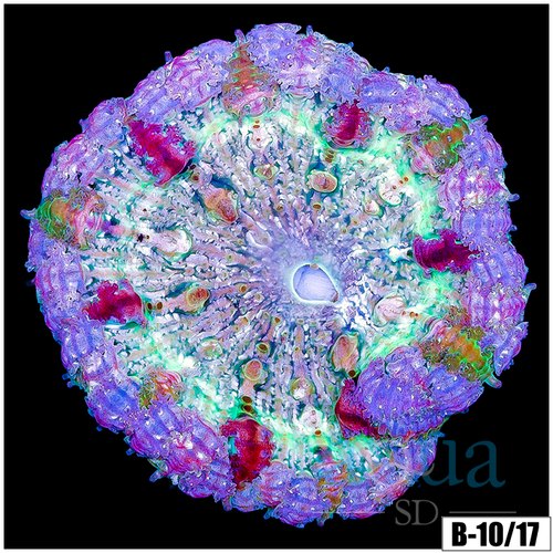 Cherry Snowflake Rock Flower Anemone