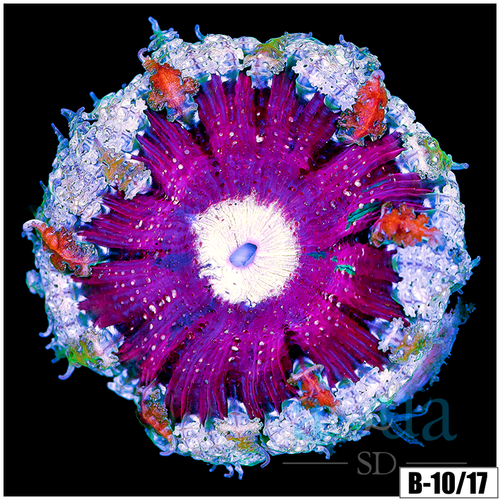 ASD Rose Rock Flower Anemone