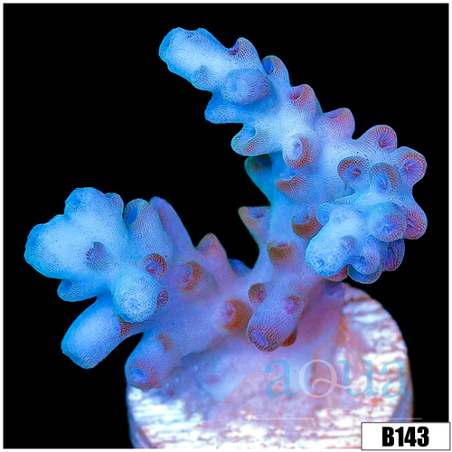 Aussie Ice Tort Acropora