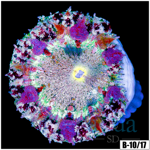 Cherry Snowflake Rock Flower Anemone