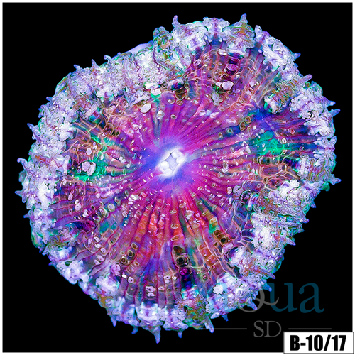 ASD Rose Rock Flower Anemone