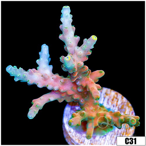 Cinnamon Frost Tort Acropora
