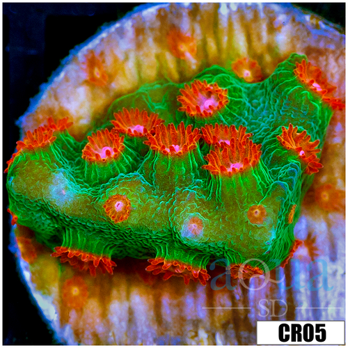Meteor Shower Cyphastrea