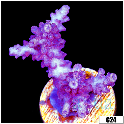 Grape Tort Acropora