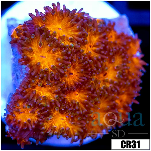 Orenji Eye Leptastrea