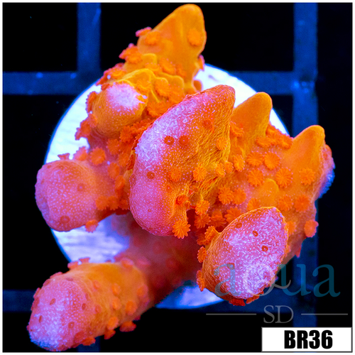 TSA Orange Peel Monti