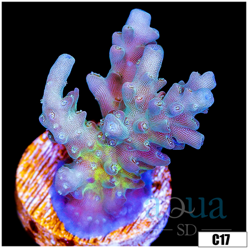 Wonderland Acropora