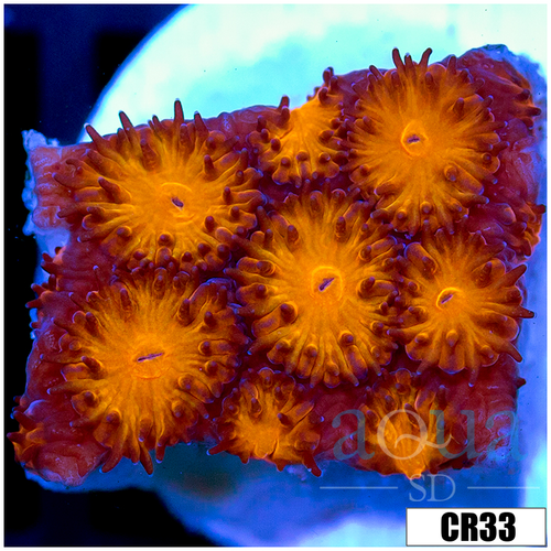 Orenji Eye Leptastrea