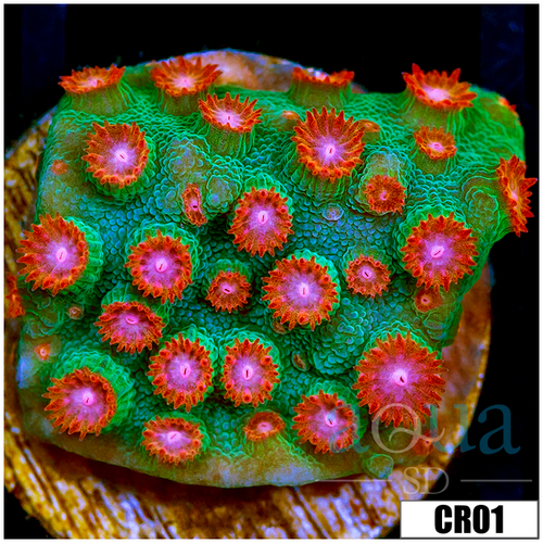 Meteor Shower Cyphastrea