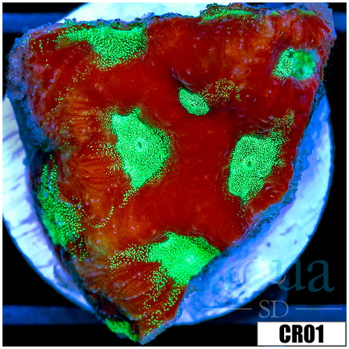 War Coral Favia
