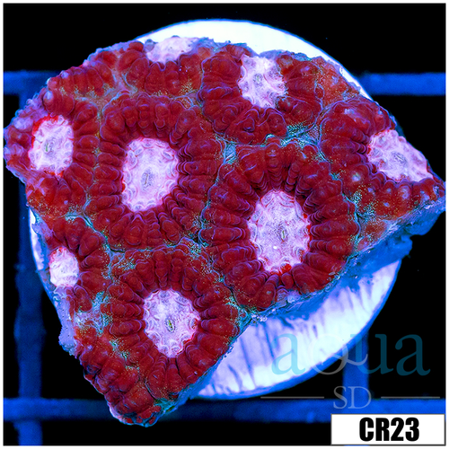 Cupid Eye Favia