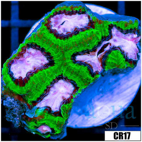 Cherry Blossom Platy Favia