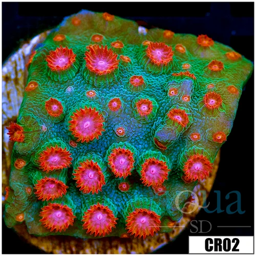 Meteor Shower Cyphastrea