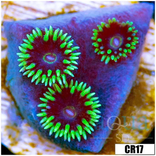 Jokers Turbinaria