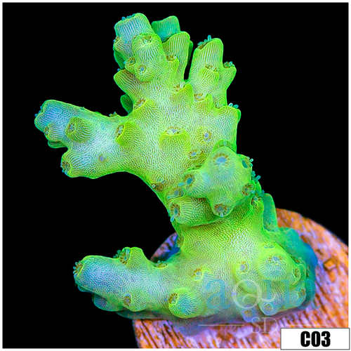 Alien Slime Acropora