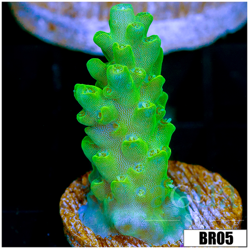 Alien Slime Acropora