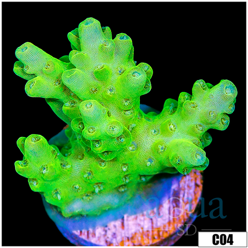 Alien Slime Acropora