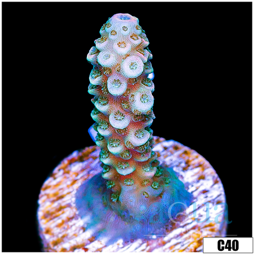 ASD Rainbow Mille
