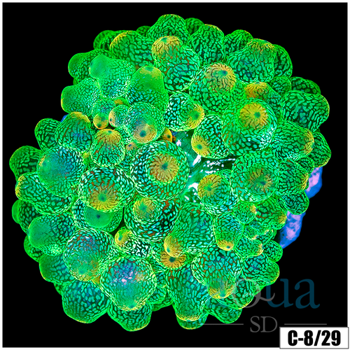 Acid Wash Bubble Tip Anemone Multiples Available