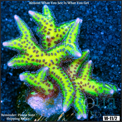 Birds of Paradise Multiples Available Frag