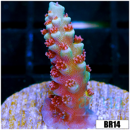 Homegrown Cherry Bomb Acropora