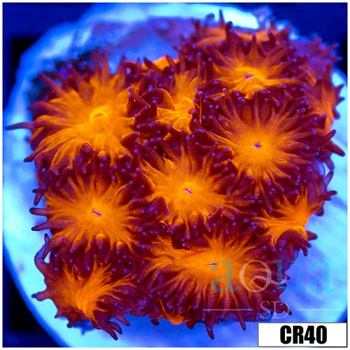 Orenji Eye Leptastrea
