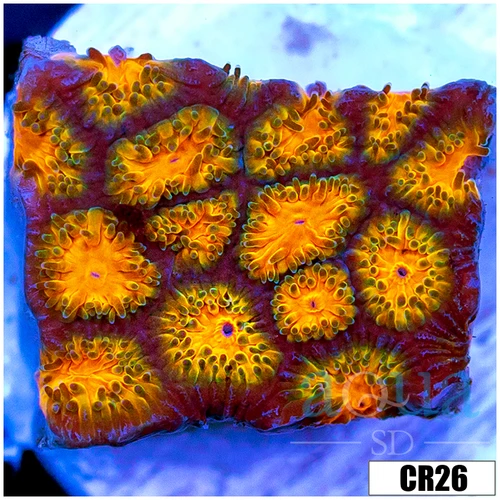 Orenji Eye Leptastrea