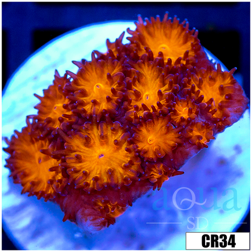 Orenji Eye Leptastrea