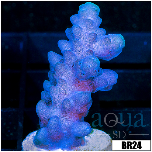 Soloman Island Purple Monster Acropora