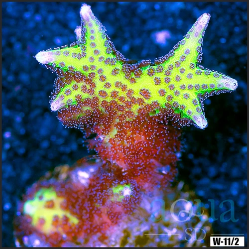 Birds of Paradise Multiples Available Frag