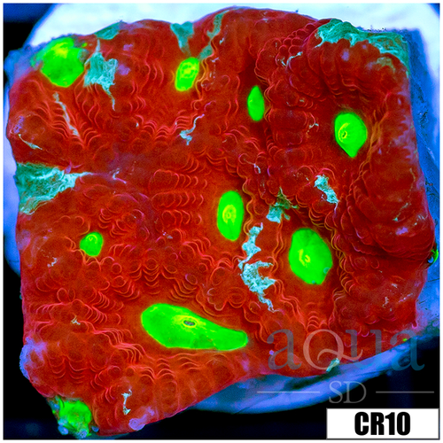 Grafted War Coral Favia