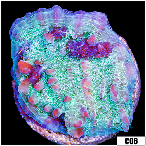 Home Grown Cosmic Candy Bounce Chalice
