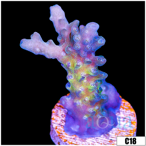 Wonderland Acropora